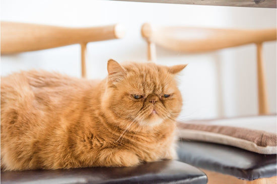 高齢になると猫も認知症になる!? 〜シニア猫が質の高い生活を送るためにできること