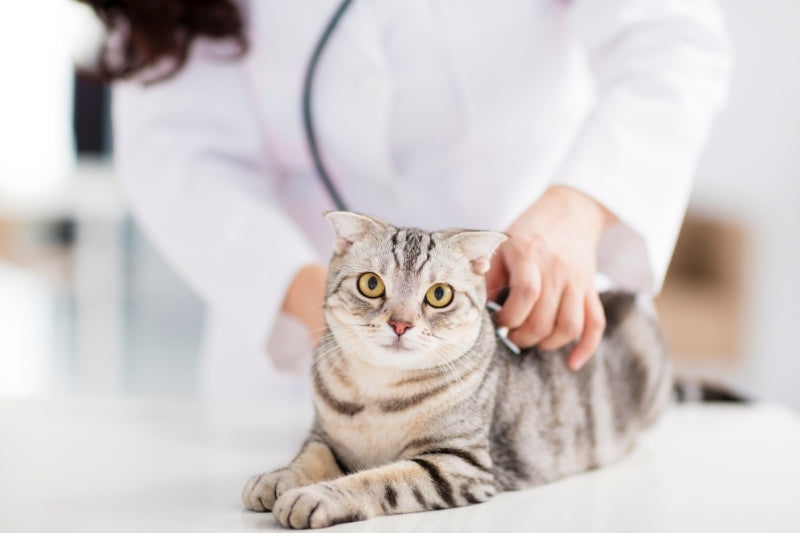 愛猫に心雑音があると診断されたら ～原因と治療方法を知ろう
