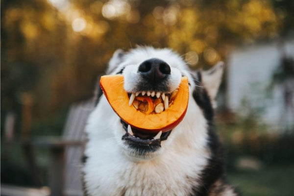 【犬飼いTIPS】犬はかぼちゃを食べても大丈夫?