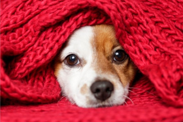 【犬飼いTIPS】犬の低体温症 ~原因と予防、治療のために知っておくべきこと