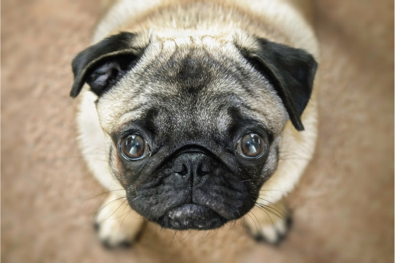 なぜ愛犬は私を見つめるの? その理由と対処法を知ろう