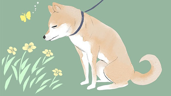 第2-1回【犬編】「シニア期からの運動と飼育環境」