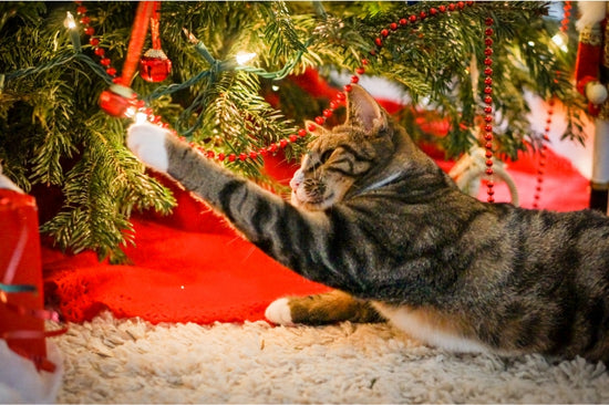 愛猫とのクリスマスを安全に過ごすために注意したいこと