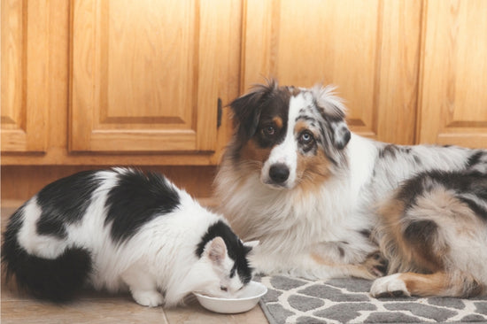 猫はドッグフードを食べても大丈夫？