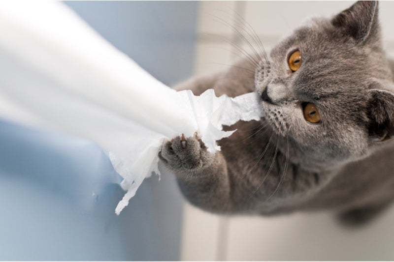 猫は紙が大好き。もし食べてしまっても問題ないの？