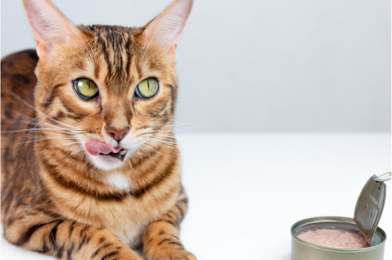 猫はマグロを食べてもいいの？ 与える前に知っておきたいこと