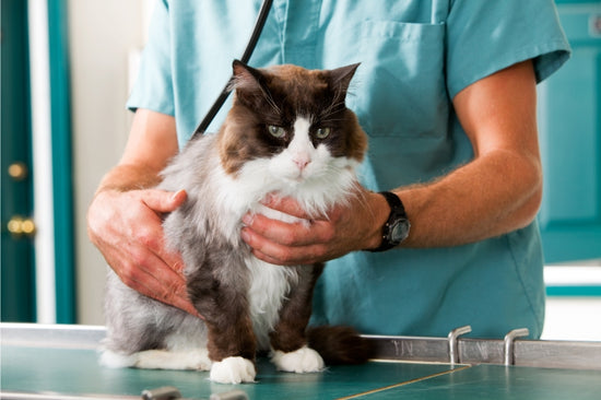 愛猫の健康診断について知り、なぜ重要なのかを学ぼう