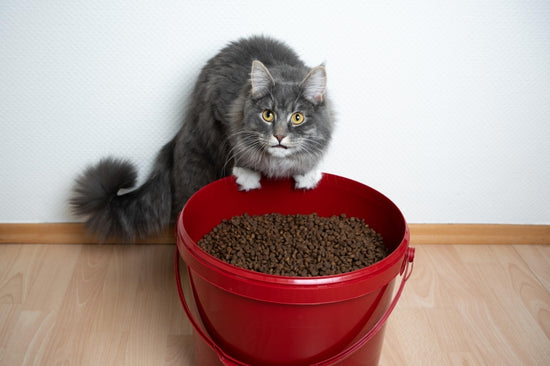 愛猫にどれくらいの量のフードを与えるべきですか？