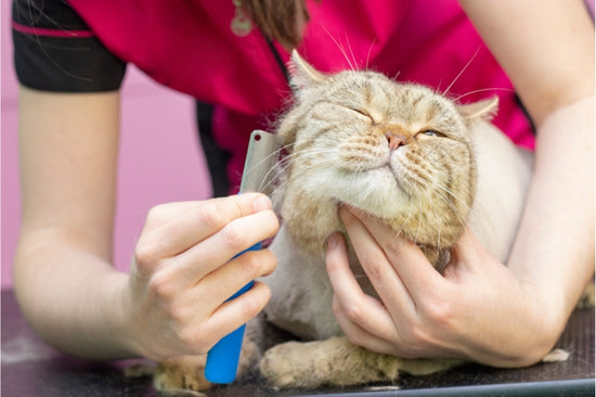 猫の被毛に毛玉ができる原因と自宅でのグルーミング