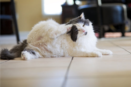 猫の痒みの理由とケア・治療