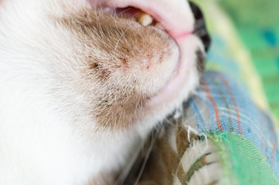 猫の顎ニキビはなぜできる？ 治療はどうすればいい？