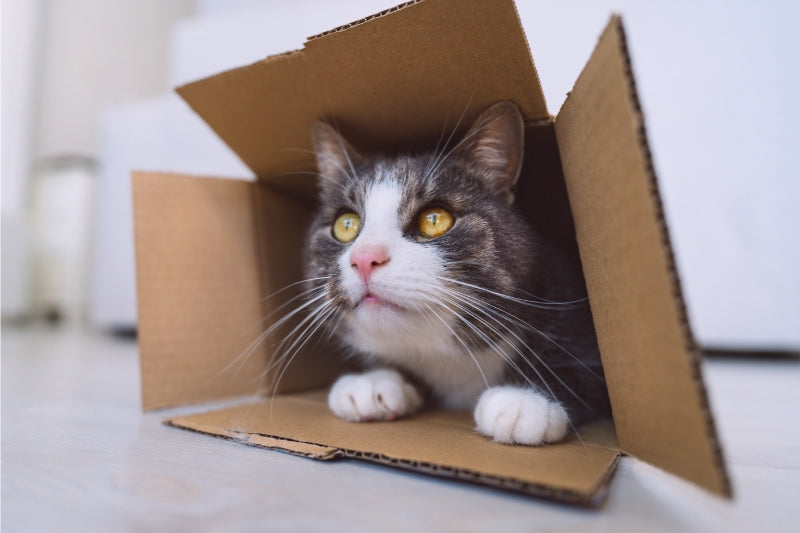 なぜ猫は段ボール箱が好きなの？