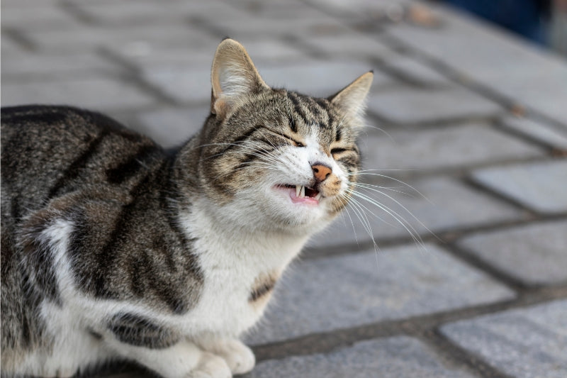 愛猫の変顔「フレーメン反応」とは何ですか？