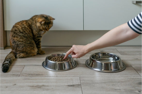 猫の食欲は食事の環境や食器で変わる!?