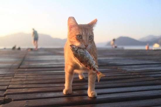 猫の水銀中毒とは～愛猫に安全に魚を与える方法を考える