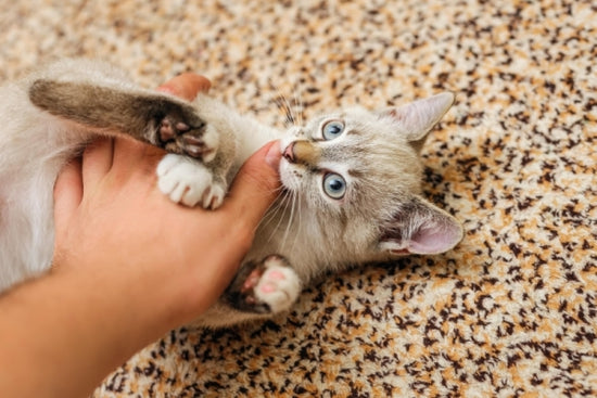 猫の甘噛はなぜ起こるのか。どう対処すべきか?