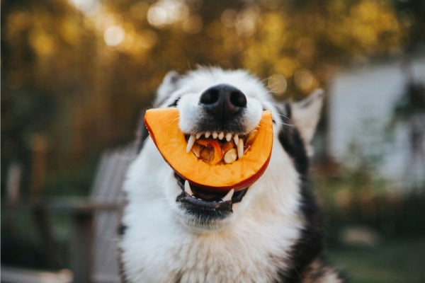 【犬飼いTIPS】犬はかぼちゃを食べても大丈夫？