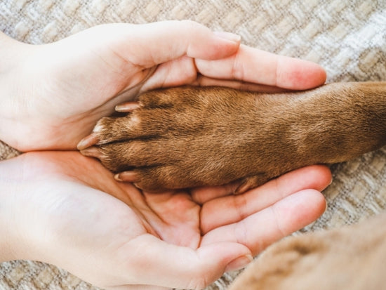 冬こそ愛犬のケアが必要です。この時期にグルーミングが大切な理由とは？