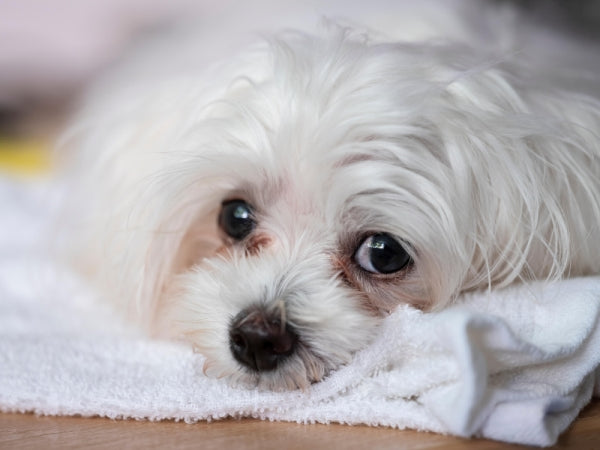 あなたの愛犬は涙やけができやすい？ その理由と対処法とは？