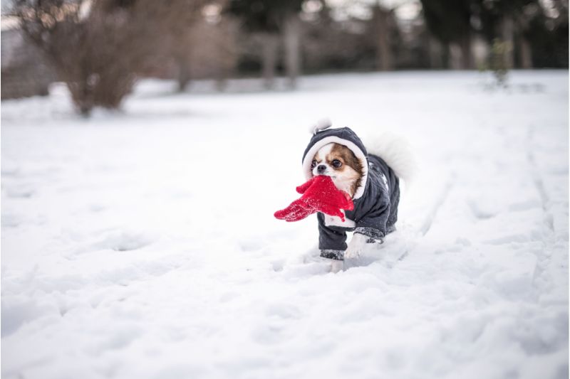 今年の冬はラニーニャ現象で厳寒予測！ 愛犬との外出時に注意したい気温チャート