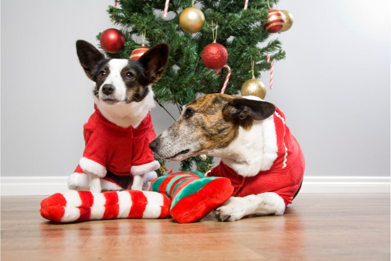 クリスマスシーズンを愛犬と安全に楽しく過ごすための7つの方法