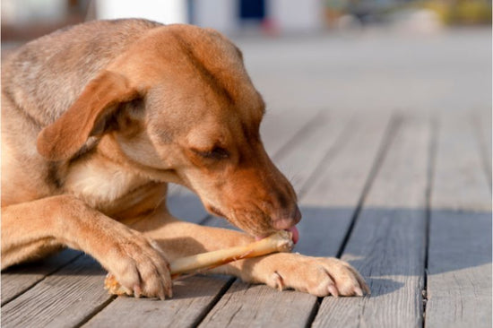 リブボーン（あばら骨）は、犬にとって最適ですか？