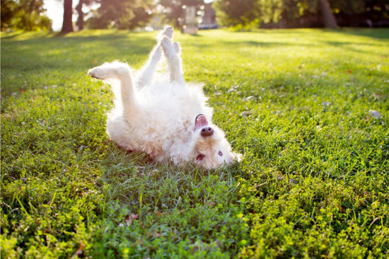 なぜうちの愛犬は芝生など草の上で転がるの？ その理由とは……