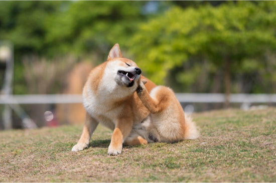 愛犬はなぜいつも痒がっているの？ ～痒みは放置せず適切なケアを