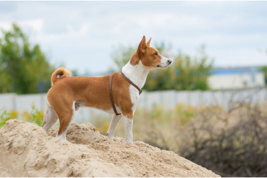 犬の帰巣本能と万が一の迷子時に再会できる可能性を高めるには