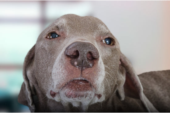 犬のニキビには要注意！ 放っておくと二次感染で合併症を引き起こす可能性も……