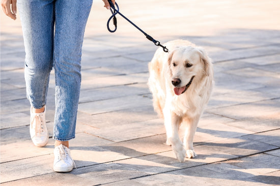 犬の変形性関節症の徴候を見逃さず早期治療でQOLを向上させるために