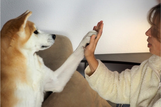 Pawing（パウイング）は愛情表現？ 前足を使った犬の意思表示とは