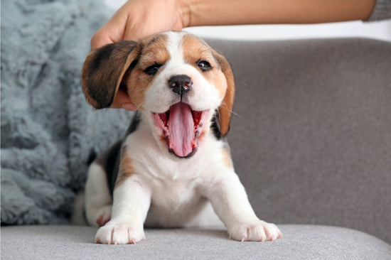 初めて犬を飼う人が知っておきたいこと