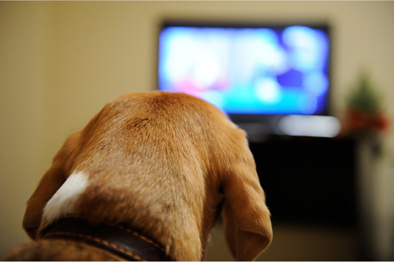 犬はテレビを見て番組の内容を理解している!?