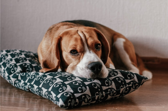 愛犬はなぜため息をつくの？ 生活に不満があるのでしょうか……