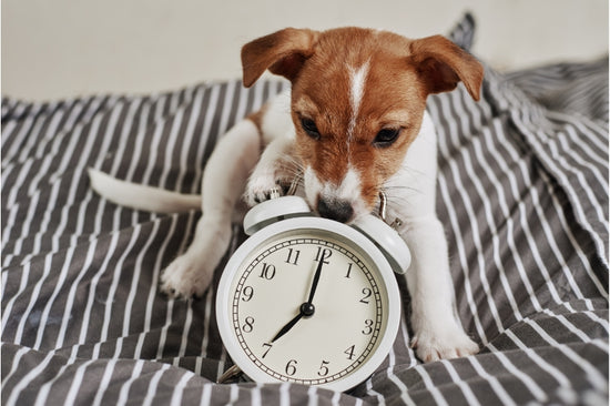 犬には時間の感覚があるのでしょうか？