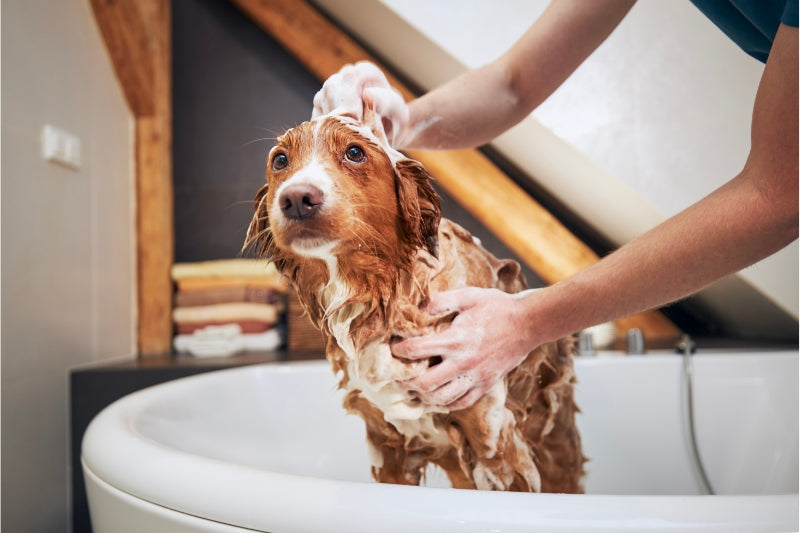 プロのトリマーが教える、この冬の愛犬の正しい入浴法