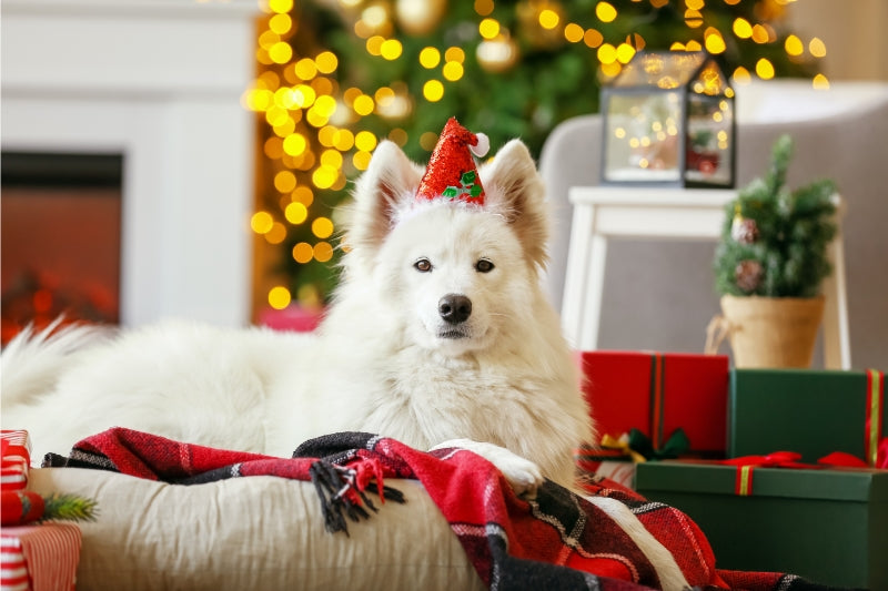 愛犬と楽しい休暇を過ごすために ～クリスマスから年末年始の安全ガイド