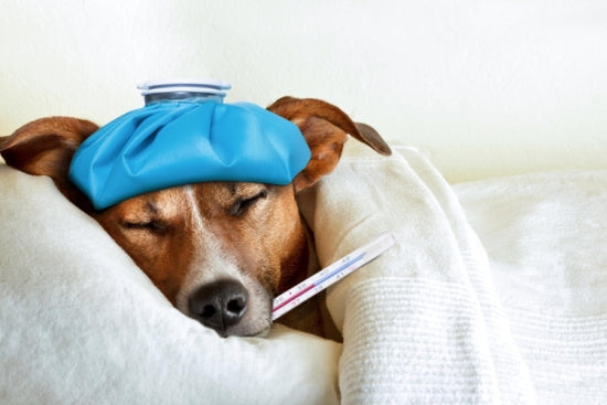 人のインフルは愛犬にうつる？～犬インフルエンザについて知っておくべきこと