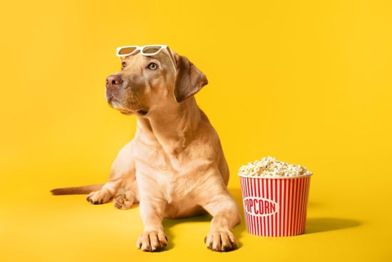 愛犬といっしょにテレビを見ながらポップコーンを食べてもいいですか？