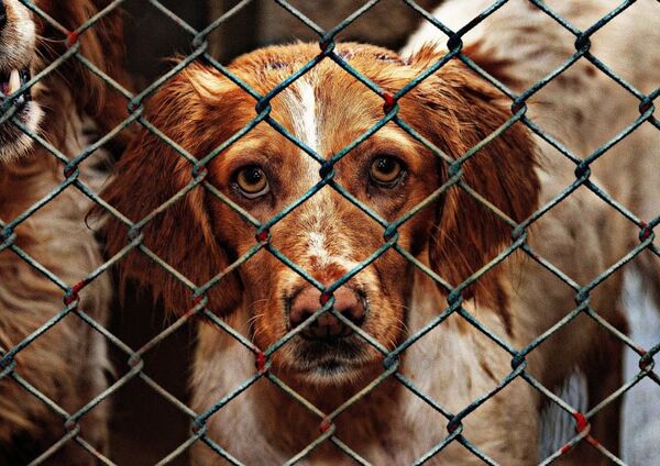 約1000頭の犬を劣悪な環境で飼育した繁殖業者に見る問題点